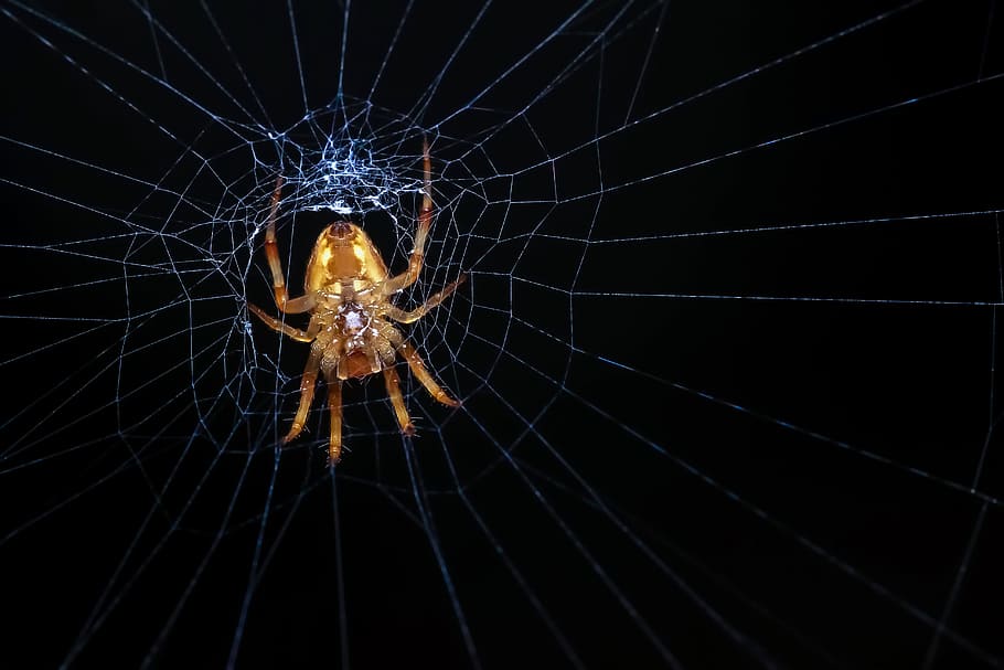 Spider, Web, Web, Spider, Spider Web, Nature, Macro, insect HD wallpaper