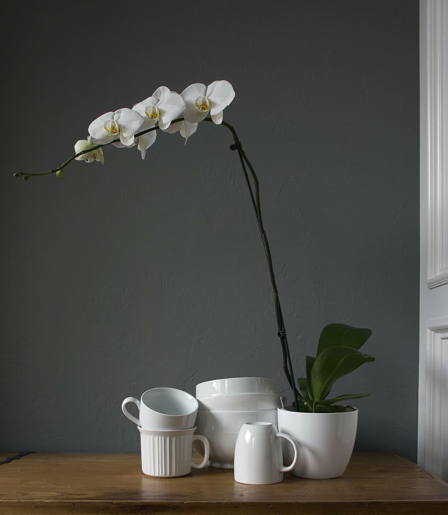 orchids, cups, white, plant, vase, table, flowering plant, indoors HD wallpaper