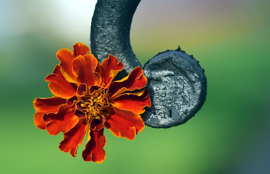 HD wallpaper: Marigold, Orange, Blossom, Bloom, Flower, beautiful