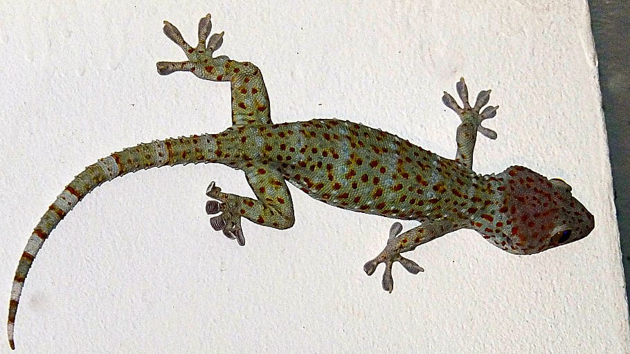 gecko, tokay gecko, gouni, reptile, animal, lizard, wildlife, HD wallpaper