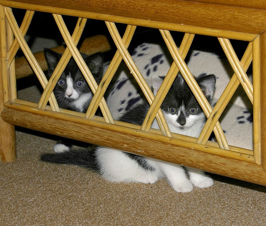 Cat, Kittens, Hidden, Hide, Hiding, Cats, small, pets, animal HD wallpaper