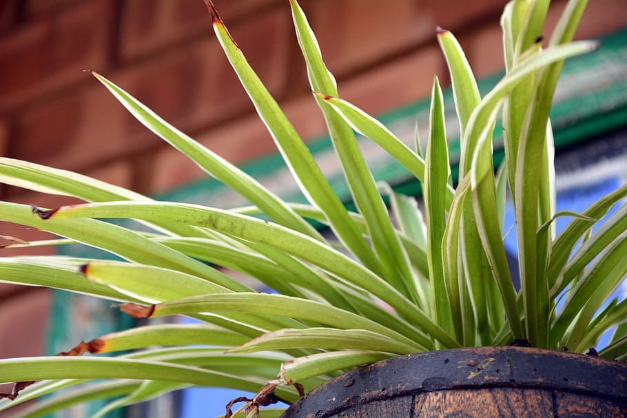 grass, green, garden, plant, green color, leaf, growth, plant part HD wallpaper