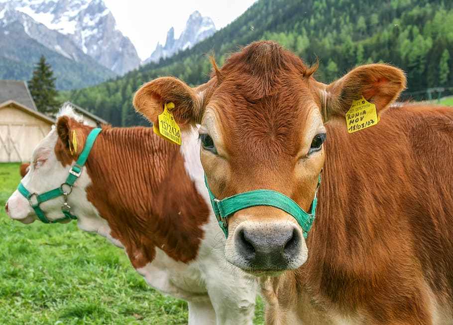 two brown-and-white cows near house during daytime, animals HD wallpaper
