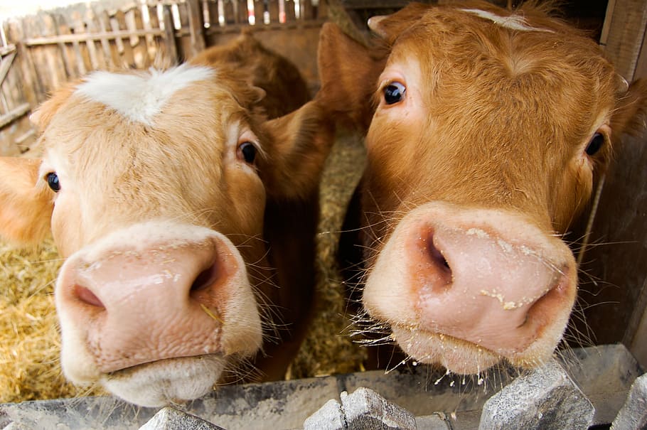 boo, cow, beef, animal themes, mammal, livestock, group of animals HD wallpaper
