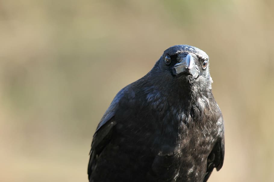raven, crow, bird, black, raven bird, bill, grim, curious, one animal HD wallpaper