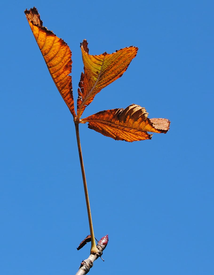 Sky, Autumn, Foliage, blue, insect, butterfly - insect, animals in the wild HD wallpaper
