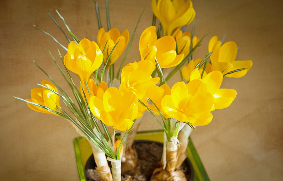 crocus, yellow, flowers, tender, yellow flower, spring flower HD wallpaper