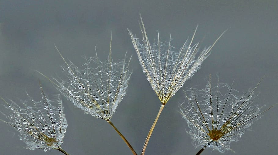 selective focus photography of four dandelion flowers, drops HD wallpaper