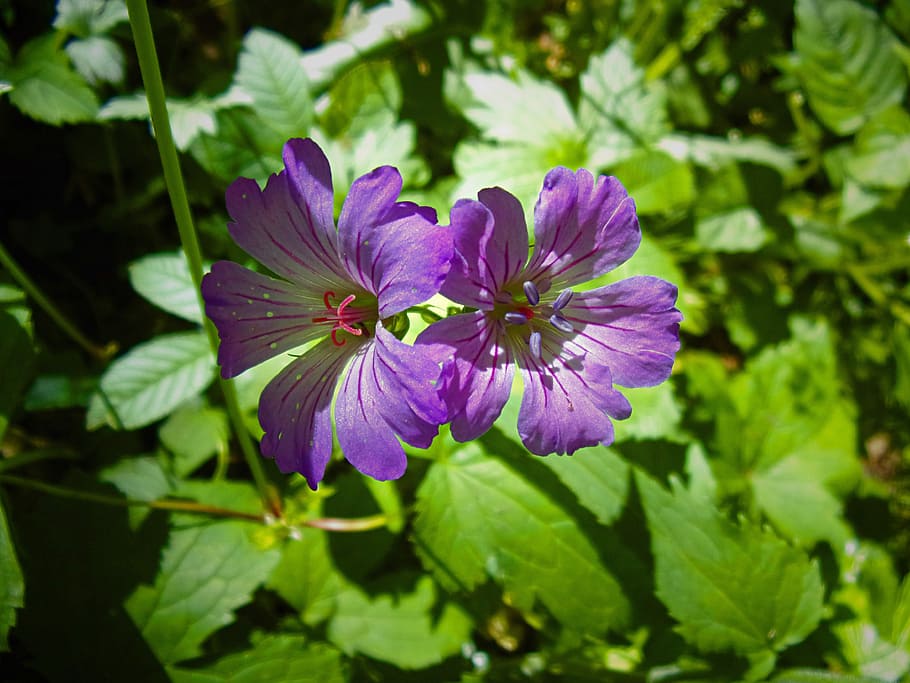 Flower, Geranium, Spring, Cévennes, nature, purple, leaf, plant HD wallpaper