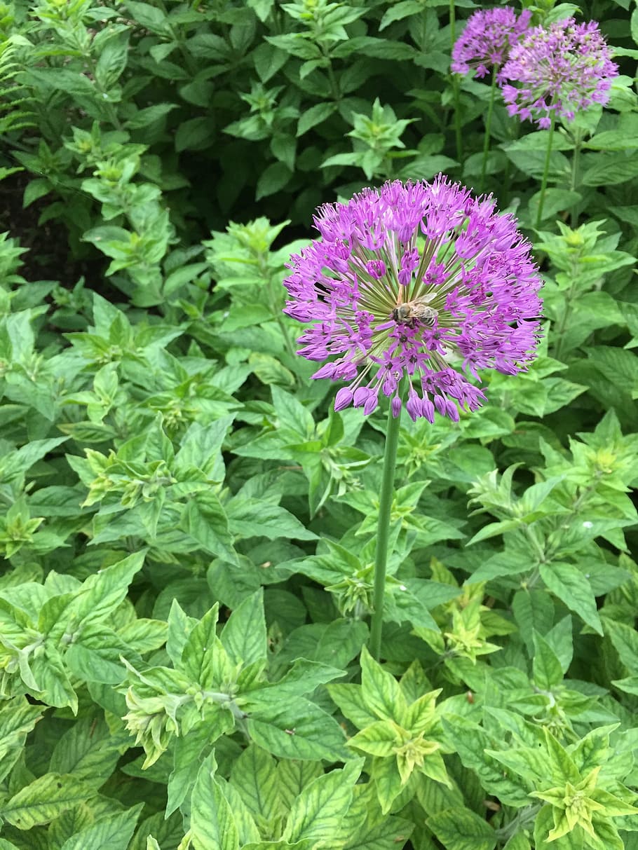 flower, spring, nature, bee, honey, plant, purple, summer, flowering plant HD wallpaper
