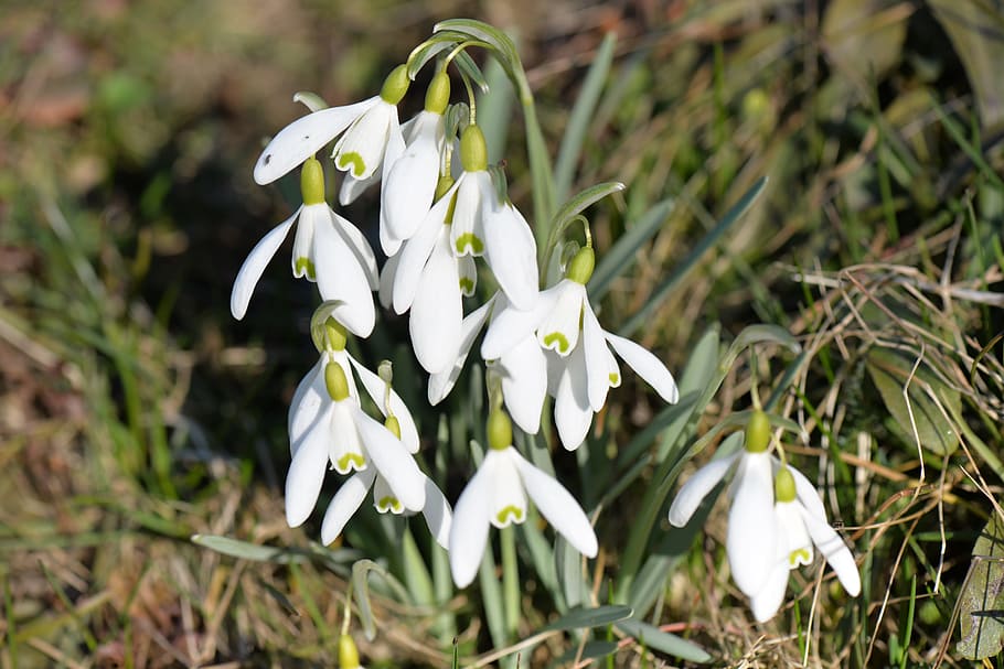 snowdrop, flowers, spring, white, spring flower, close, flowering plant HD wallpaper