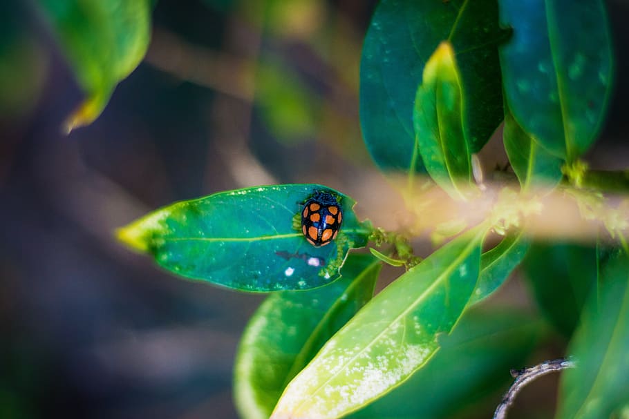 nature-green-bug-ladybug.jpg