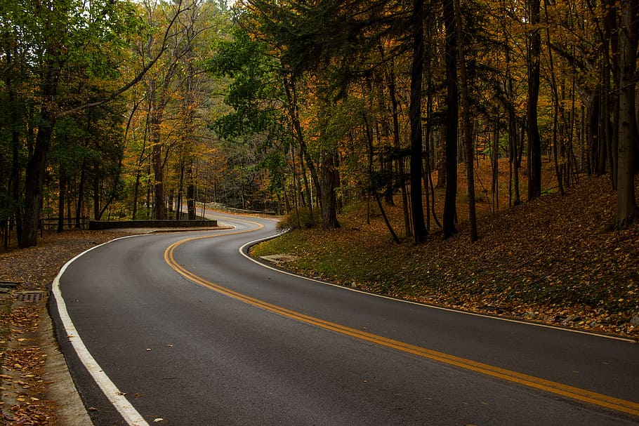 road, path, trees, plants, nature, landscape, grass, fall, autumn HD wallpaper
