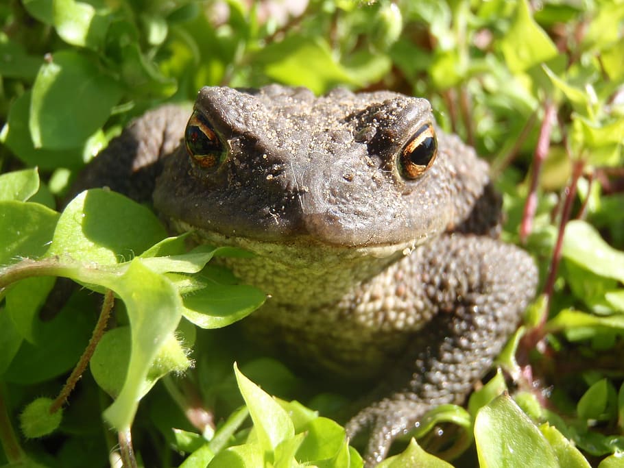 the frog, a toad, forest, animal, amphibian, the creation of HD wallpaper