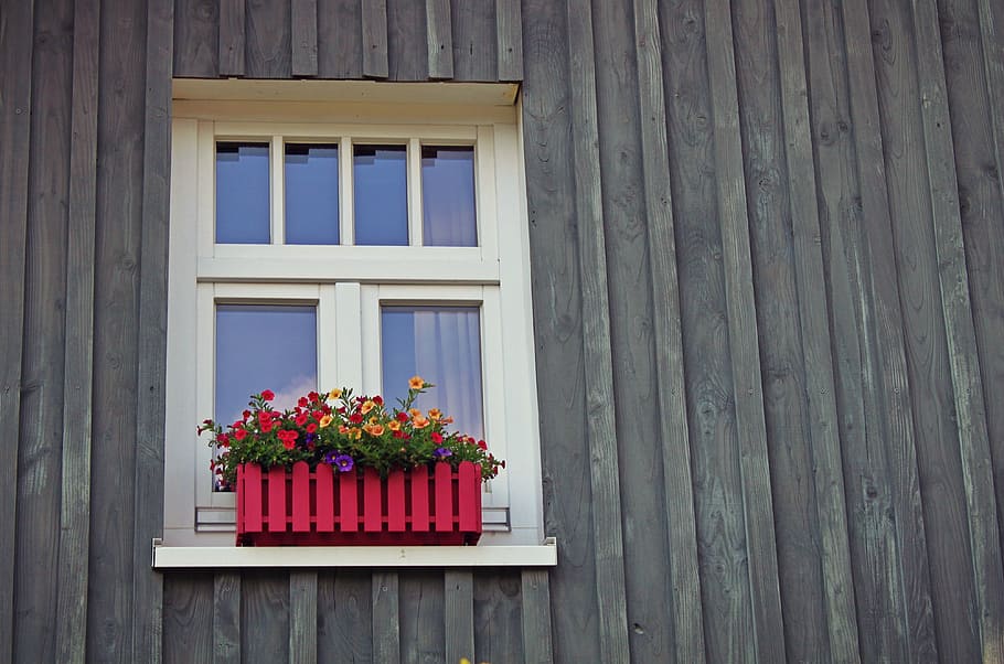 red and yellow petaled flowers outside closed beige window, lattice windows, HD wallpaper
