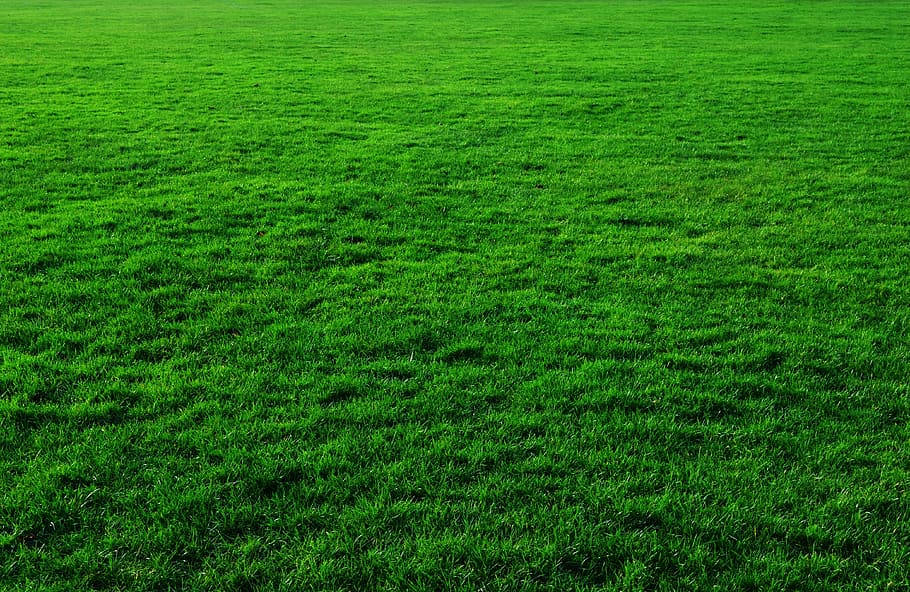 HD wallpaper: green grass field, background, lawn, greenery, green  background | Wallpaper Flare