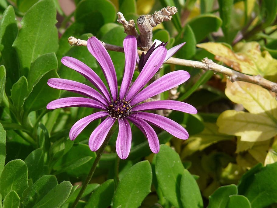 bloom, flower, daisy, purple, nature, blossom, plant, petal HD wallpaper