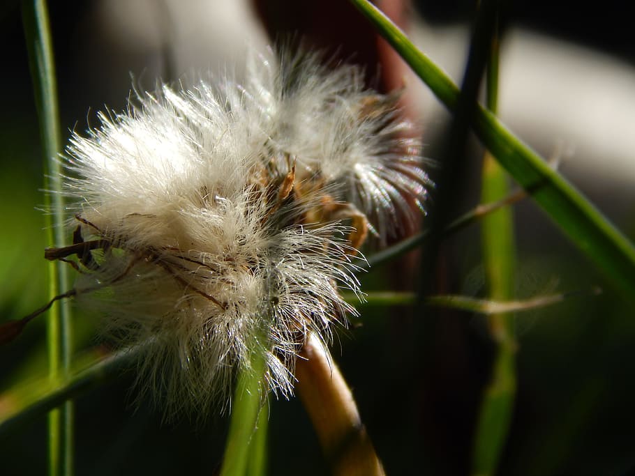seed, reproduction, flower, plant, close-up, nature, no people HD wallpaper