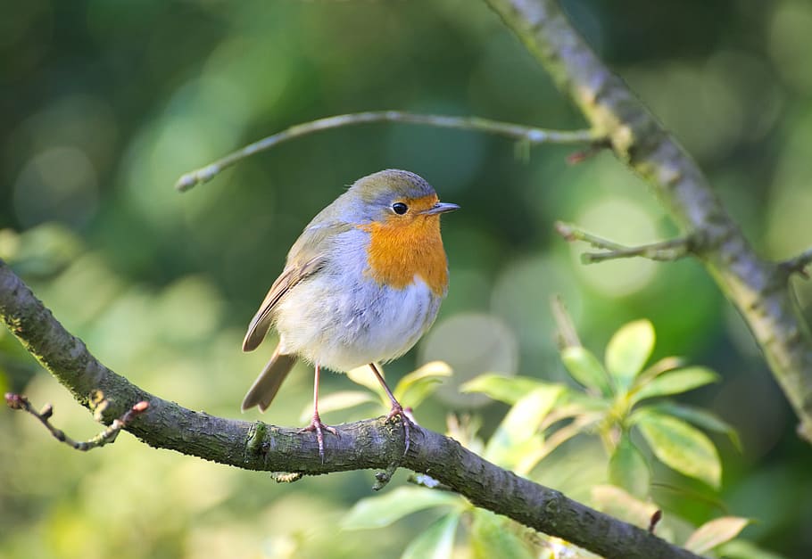 yellow and grey short-beaked bird perched on tree, robin, garden HD wallpaper