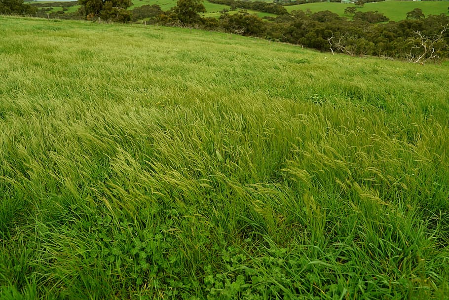 wind swept field, green grass, tall grass, rural, farmland, HD wallpaper
