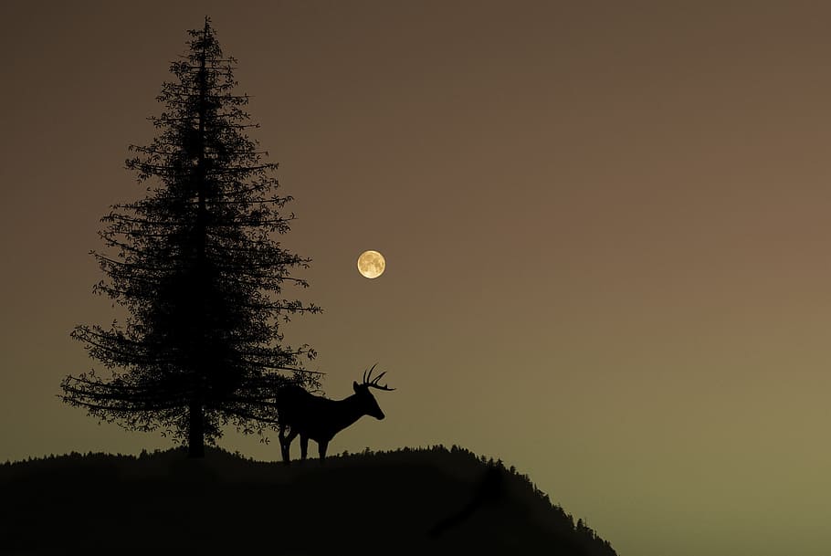 silhouette of buck deer near pine tree, nature, night, moon HD wallpaper