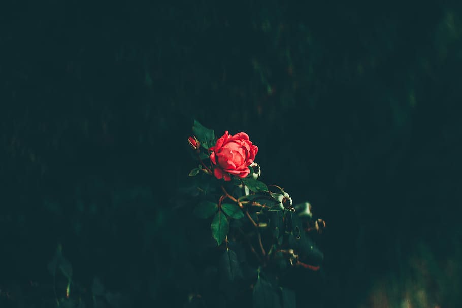 red rose in bloom, focus photography of red rose flower, stem HD wallpaper