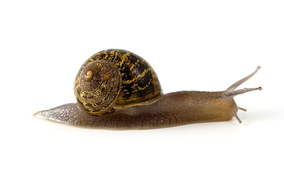 Snail, Molluscs, Mollusk, Shell, Animal, spiral, slow, slimy, HD wallpaper