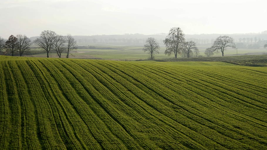 nature, field, landscape, panoramic, farm, at the court of HD wallpaper