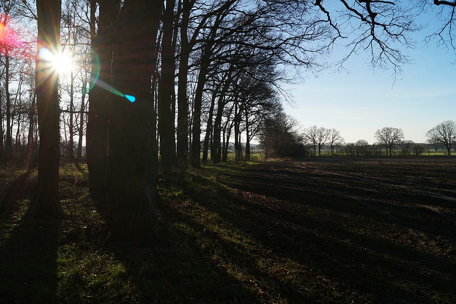 back light, landscape, nature, sun, evening, cloud, trees, field HD wallpaper