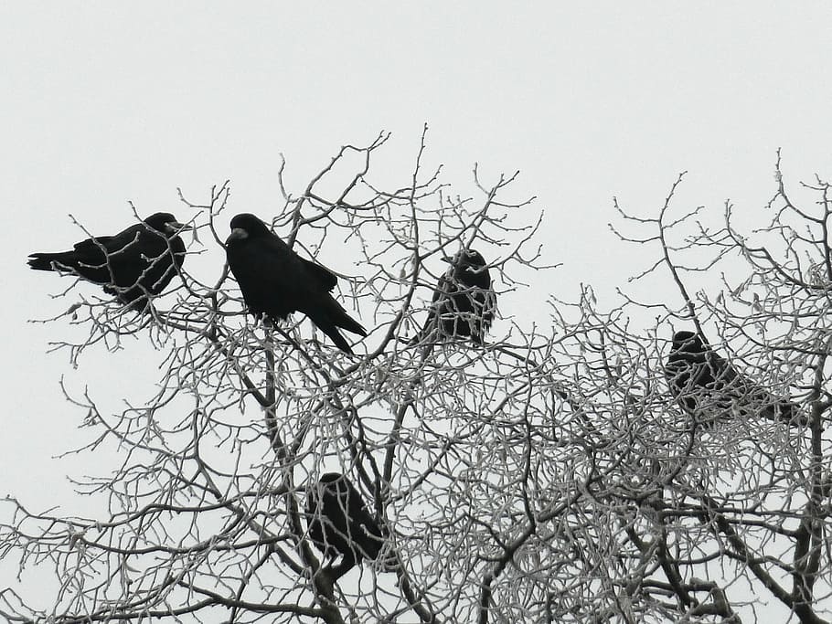 Crow, Wintry, Cold, Winter, Mood, winter mood, frost, trees HD wallpaper