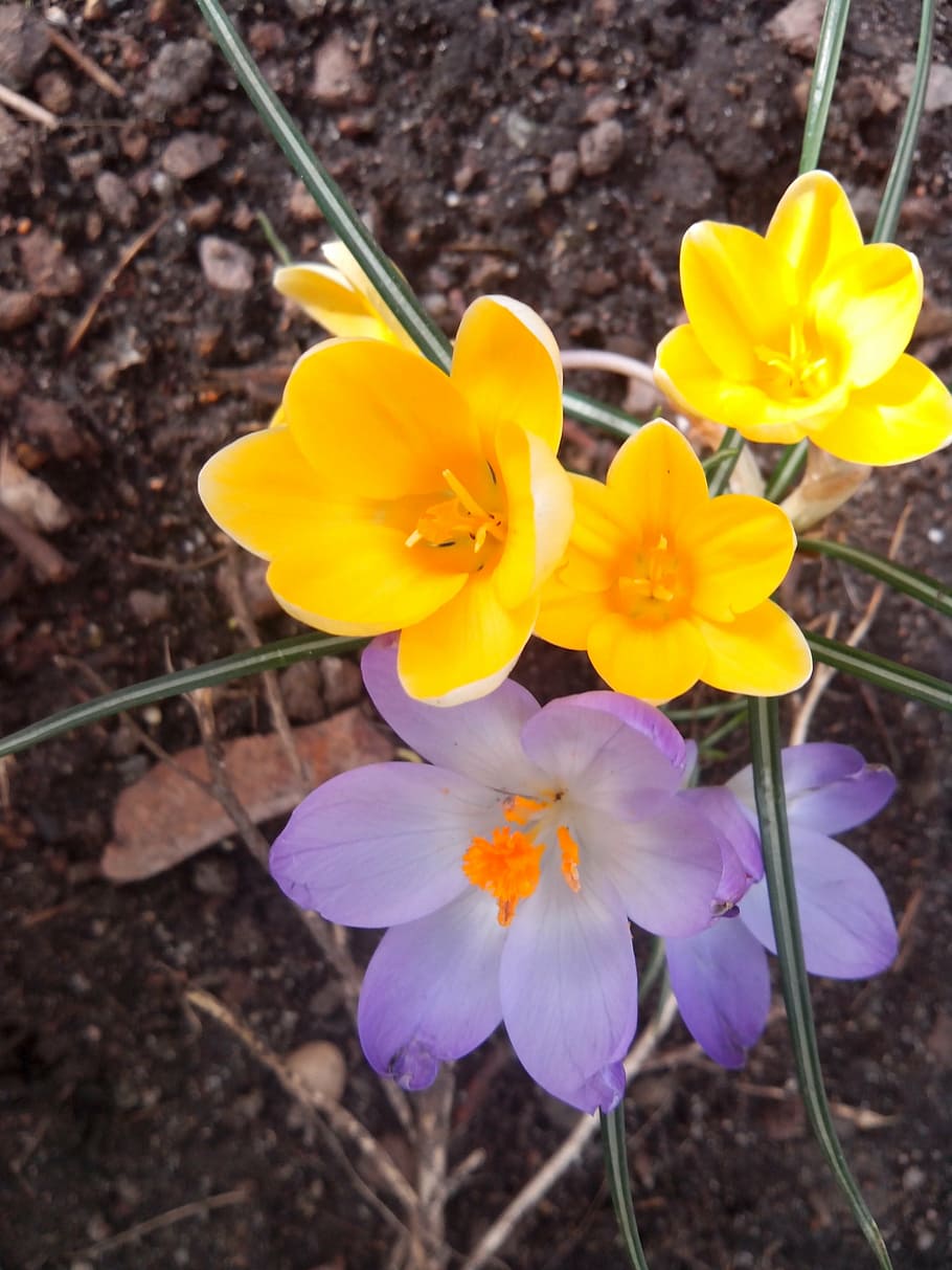 crocus, spring, purple, blossom, bloom, spring flower, close HD wallpaper