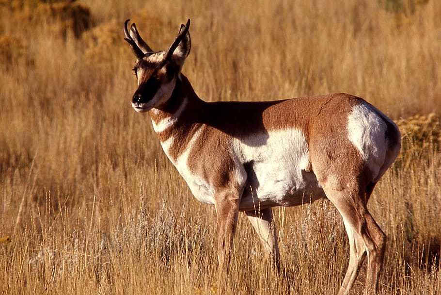 pronghorn, buck, wildlife, looking, nature, outdoors, national park, HD wallpaper