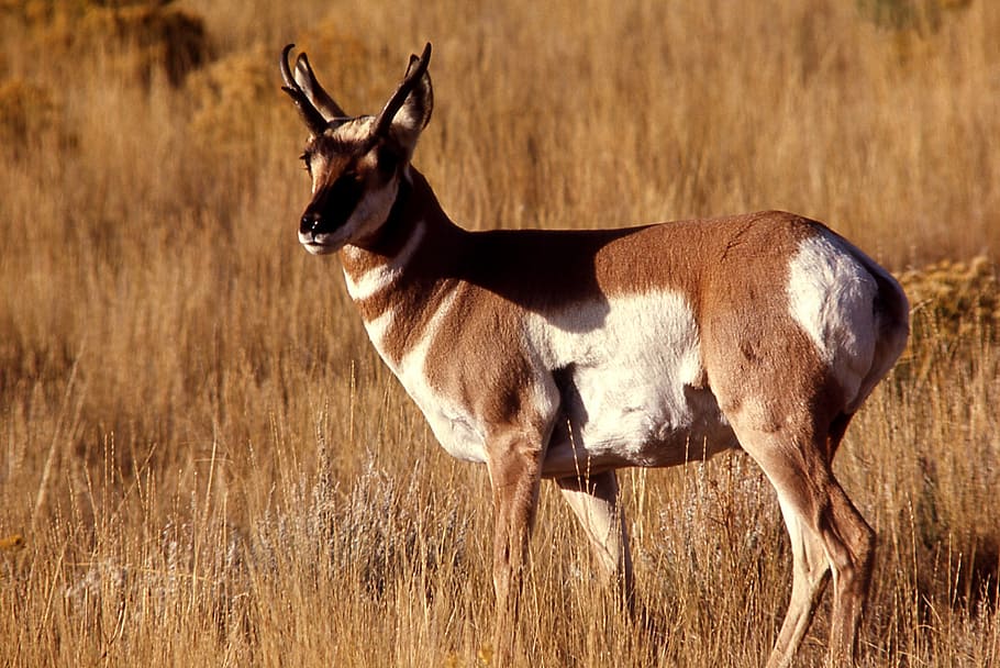 pronghorn, buck, wildlife, looking, nature, outdoors, national park HD wallpaper