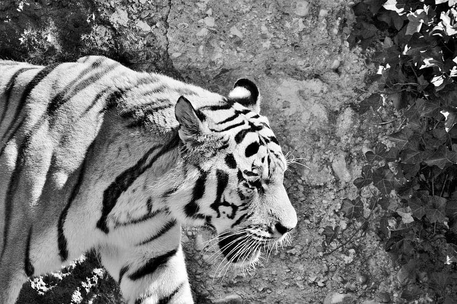 tiger, big cat, predator, tiergarten, zoo, tierpark hellabrunn HD wallpaper