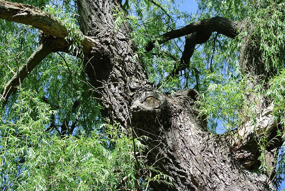 pasture, tree, log, nature, bark, plant, growth, tree trunk HD wallpaper