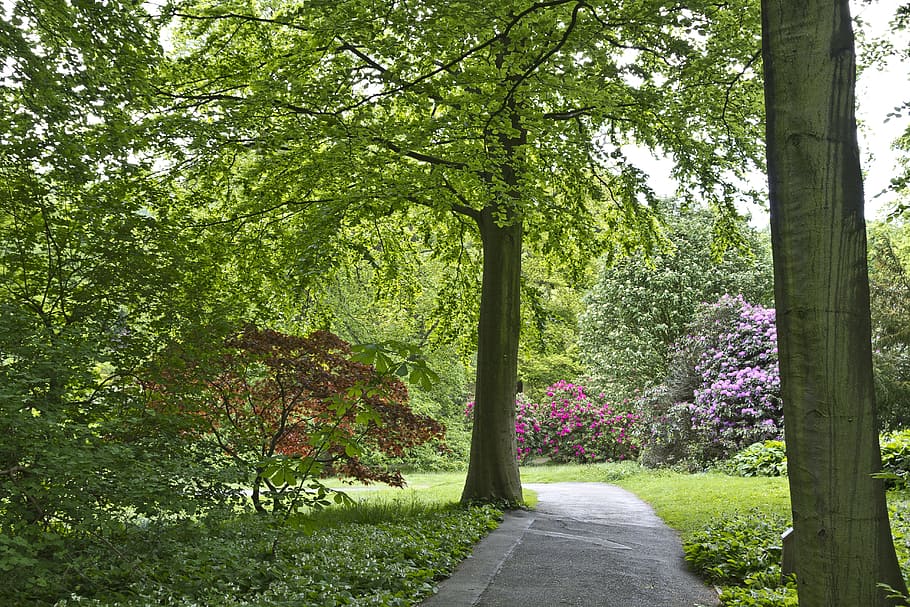 landscape, trees, wood, pathway, stately home, park, nature HD wallpaper