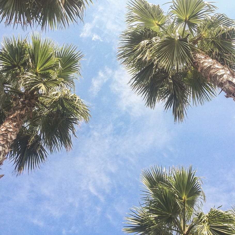 earthworm view of coconut trees, palm trees, sky, tropical HD wallpaper