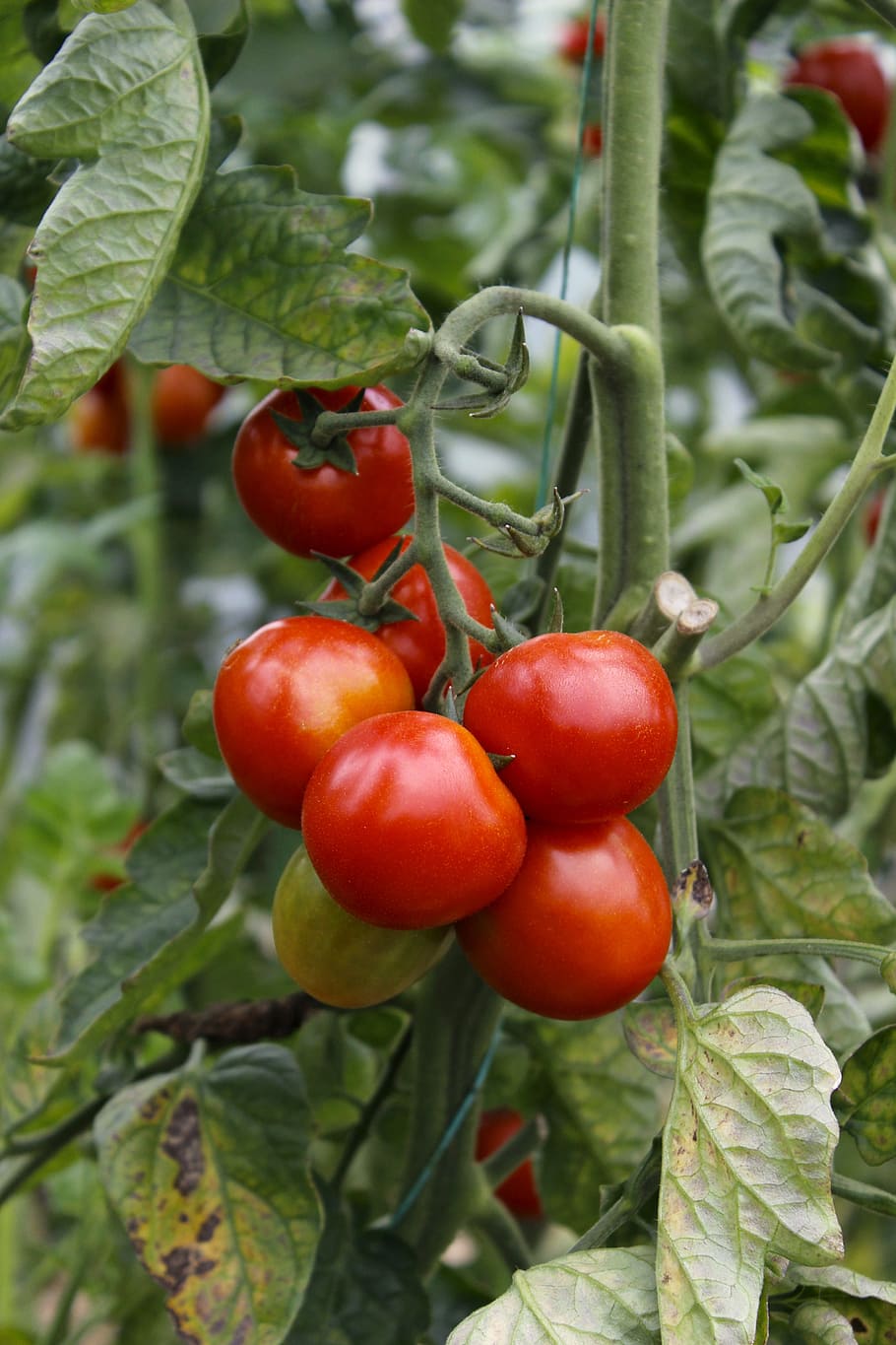 tomatoes, red, fresh, organic, food, leaf, stalk, fruit, ketchup HD wallpaper