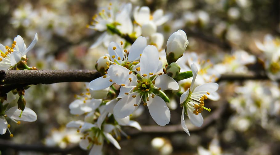 white flowers, nature, tree, blossom, bloom, spring, bush, pollen HD wallpaper