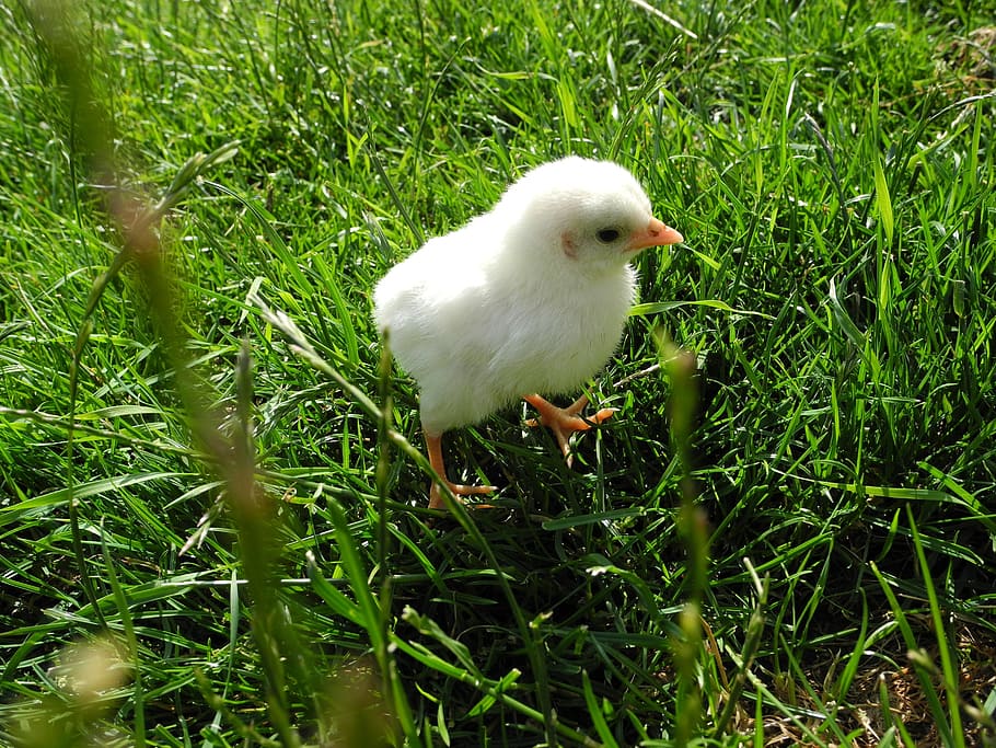 chicks, pinnate, poultry, chickens, bird, fluffy, white, cute HD wallpaper