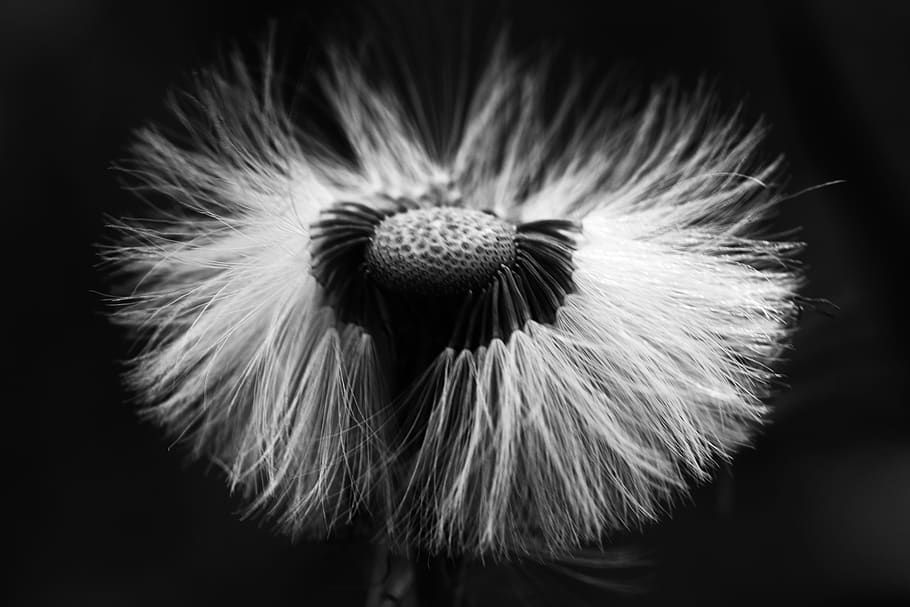 flower, macro, nature, spring, close-up, fragility, vulnerability HD wallpaper