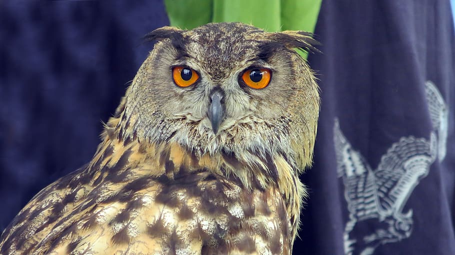 raptor, owl, eagle owl, eyes, bill, bird of prey, wildlife photography HD wallpaper