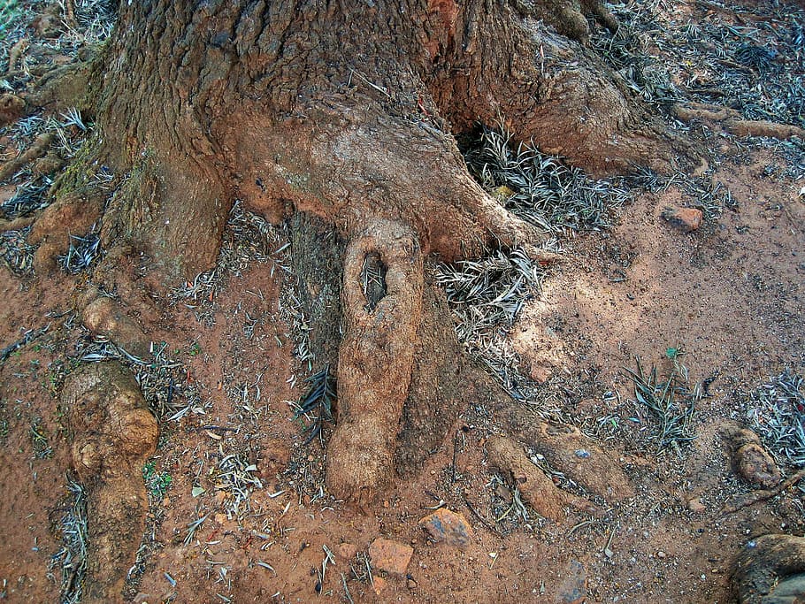 Tree Roots, Exposed, gnarled, no people, rock - object, day HD wallpaper