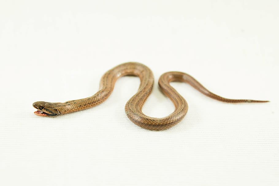 brown snake on white surface, adder, serpent, reptile, animal HD wallpaper