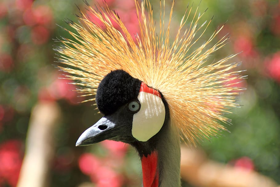 close-up photography of grey-crowned crane, Animal, Bird, Nature, HD wallpaper