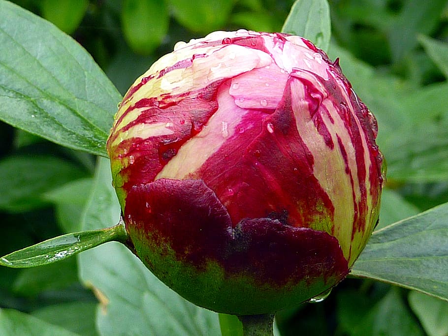 flower, button, peony, red, spring, close-up, plant, growth HD wallpaper