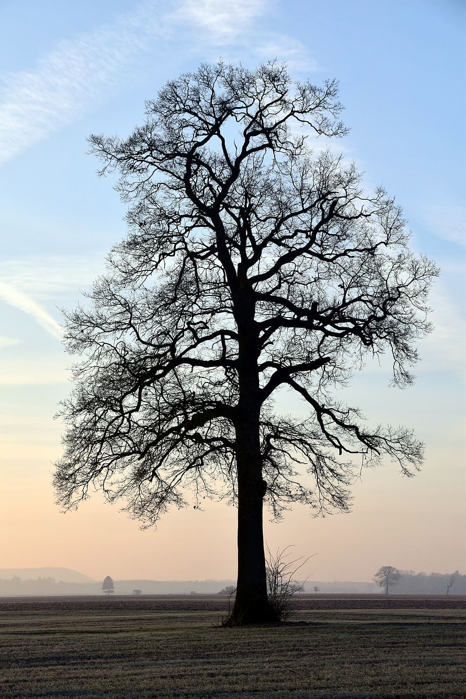 Tree, Kahl, Bare, Winter, Sunrise, bare tree, sky, nature, crown HD wallpaper