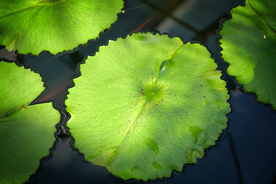 plant, leaf, nature, background, aquatic plant, water, green color HD wallpaper