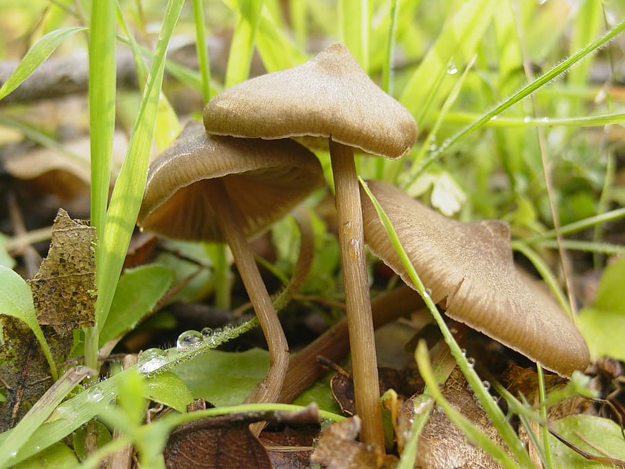 mushroom, field, fungus, vegetable, plant, growth, food, nature, HD wallpaper