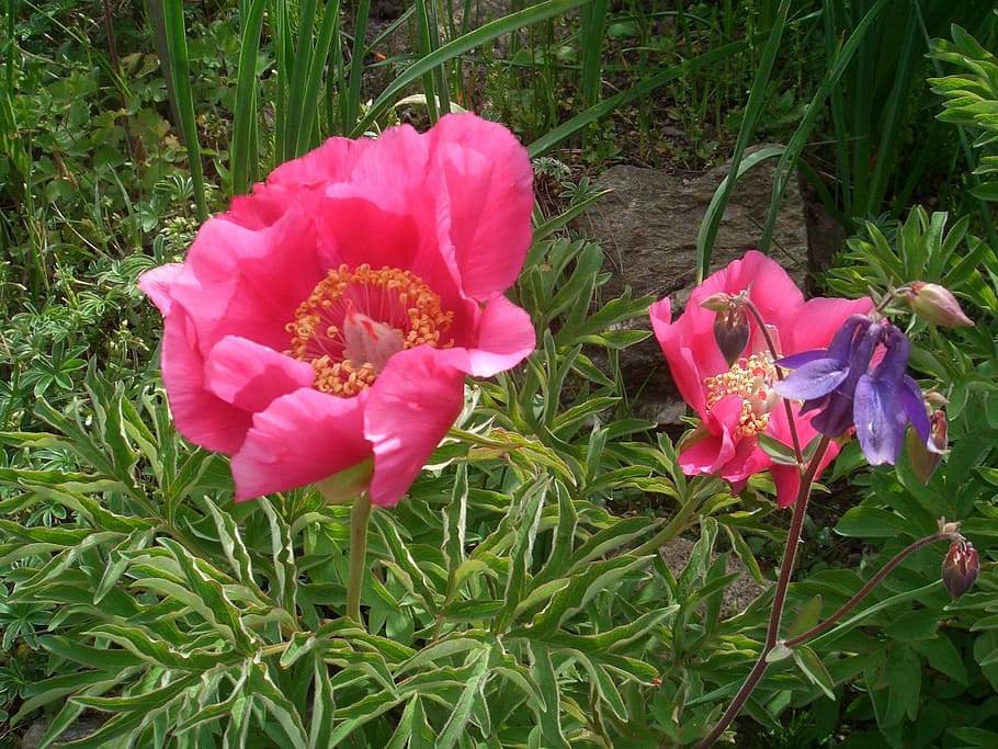 nature, flower, spring, plant, flowering plant, growth, beauty in nature HD wallpaper